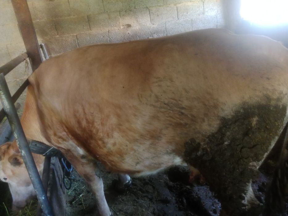 Семіз сиыр сатылады