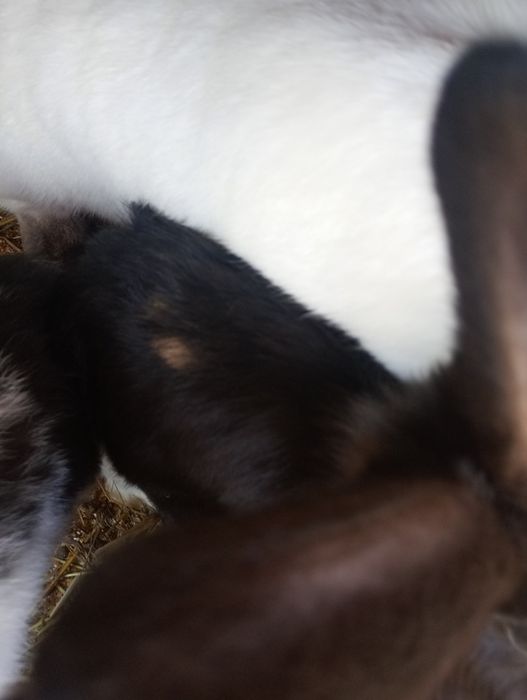 Vand iepuri de doua luni