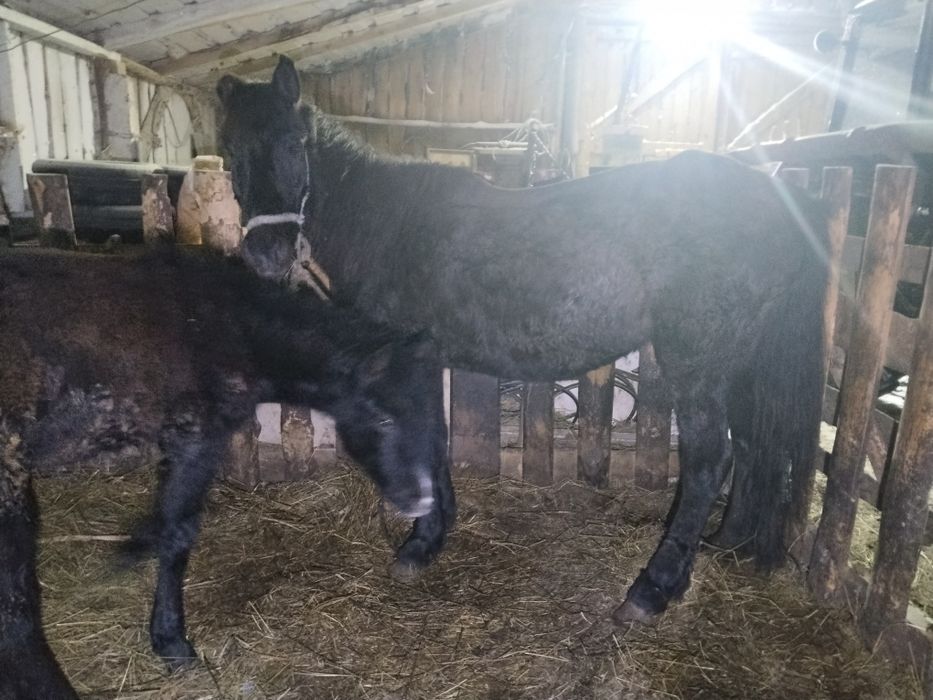 Продам кобылу с жеребенком