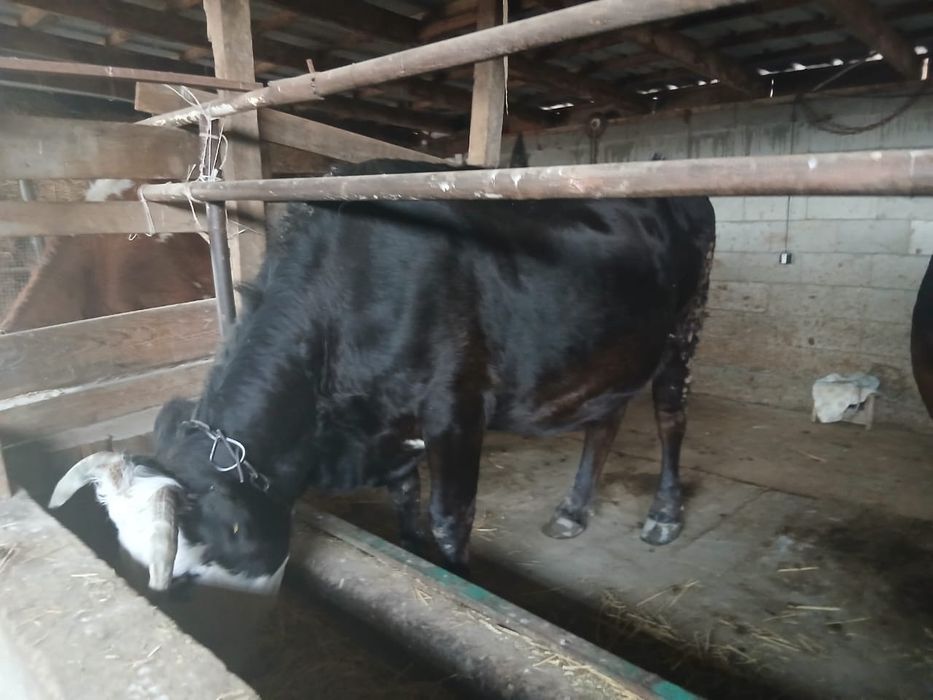 Продам двух стельных коров