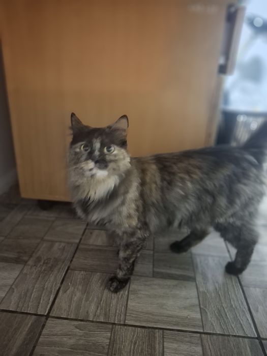 Котята бесплатно