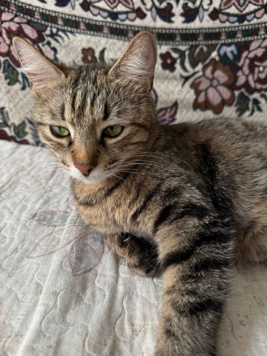 Отдам бесплатно 5кошки