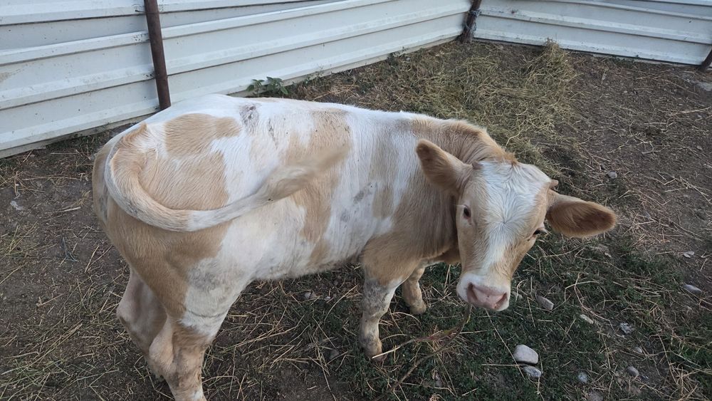 Vând 2 viței,  taur si vitea bălțată românească  de 5 luni. Preț negociabil
