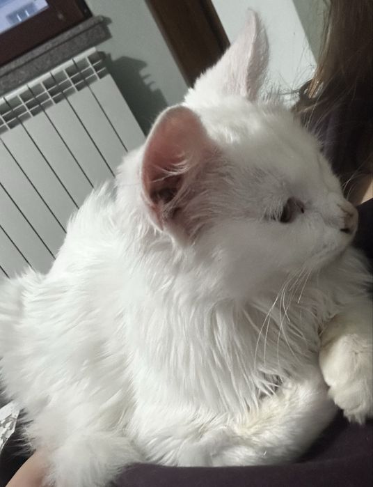 Подарявам котенце