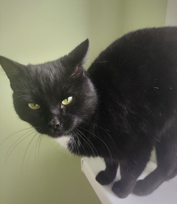 Сладко-булочный кот ищет дом !