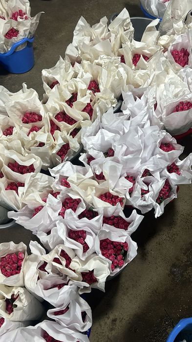 Тюльпан оптом и розницу. есть в наличии