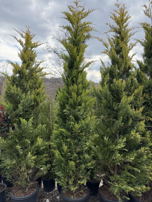 Vand plante ornamentale diferite specii de calitate superioara !