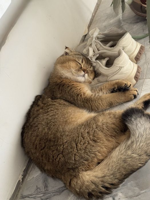 Продаётся котик золотая шиншилла + Scottish Fold