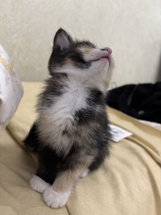 Отлаю катенка 2 месяцев