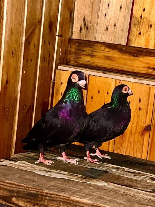 Продам голубе индианы