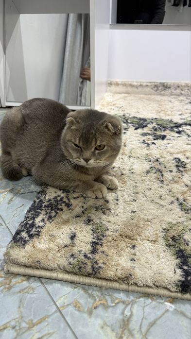 1 кошка для вязки