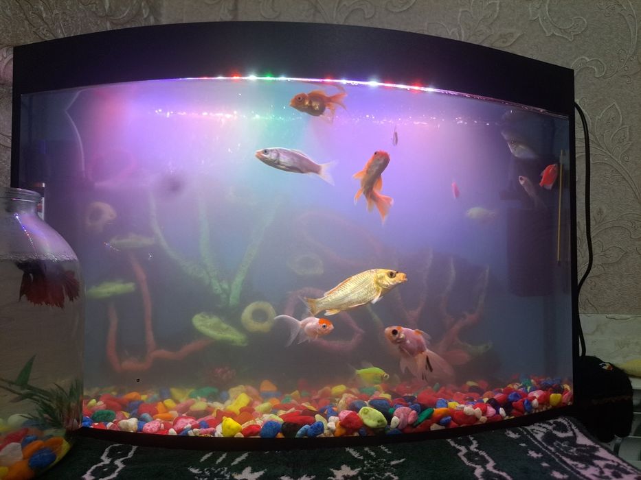 Акварийум холати зур  баликлари  билан ва абародиновалари билан