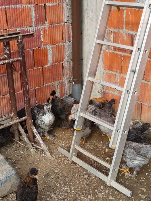 Pui motati si încaltati doua luni