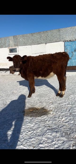 Тёлки 5 голов стельные