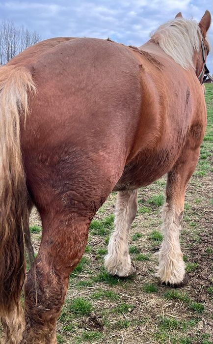 Vând mânză ardeneză