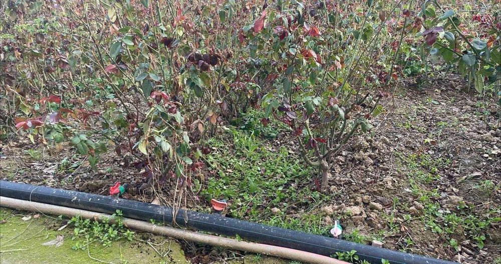 Atirgul kochatlar yengi kochat