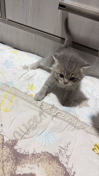 Шотландская скоттиш страйт