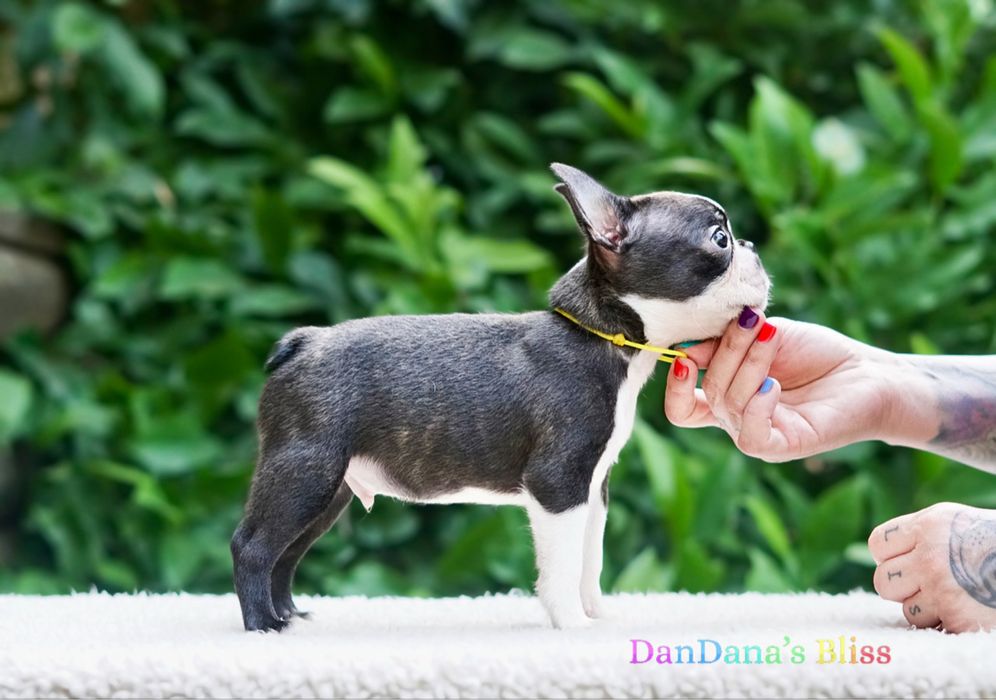Boston terrier cu pedigree - baietel