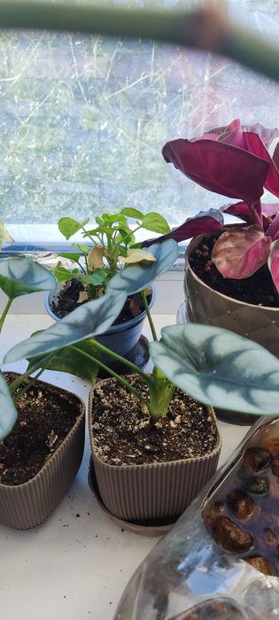 Продам комнатные цветы