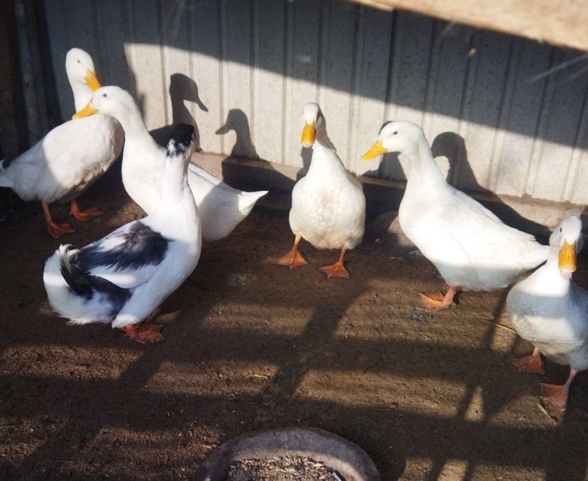 Утиные яйца продам