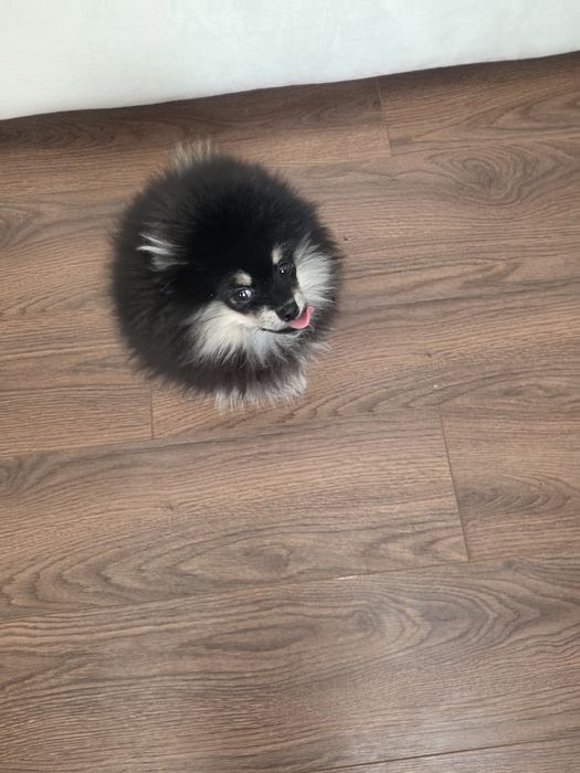 Продам щенка шпица