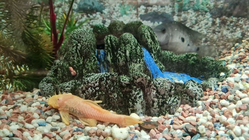 Продам большой шикарный аквариум