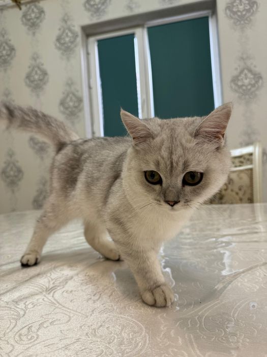 продам кота британ