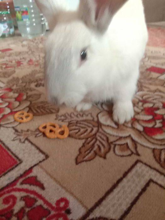 продам домашнего кролика