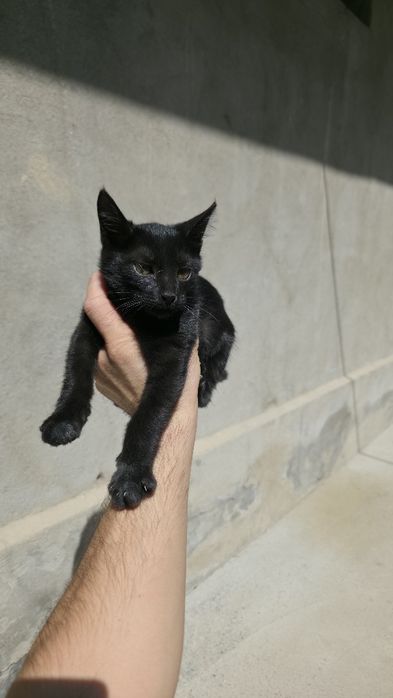 Породистые котята домашние