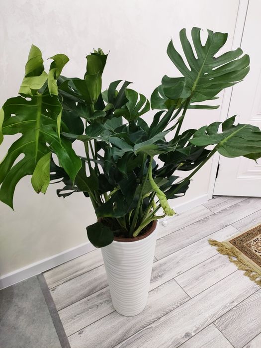 Комнатные растения, Доставка