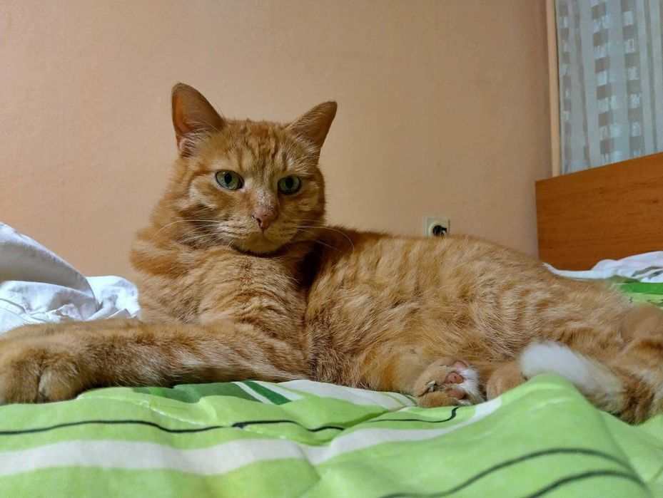 Временен дом за вашата котка