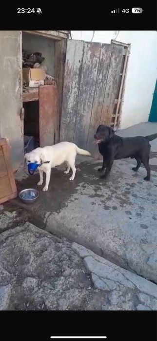 Лабрадор ретривер