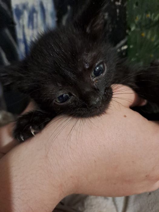 Котята черные домашние 1,5 месяца