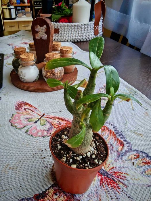 Предлагам за продажба малки адениуми