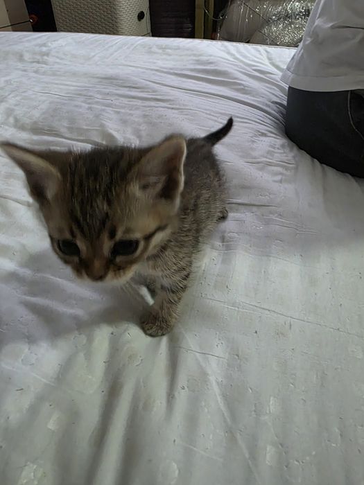 Котята бесплатно