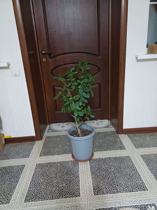 Продам комнатные цветы