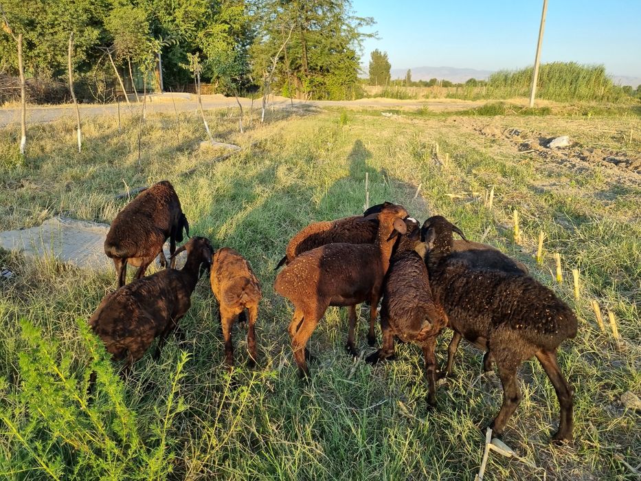 Солиқ қўйлар сотилади