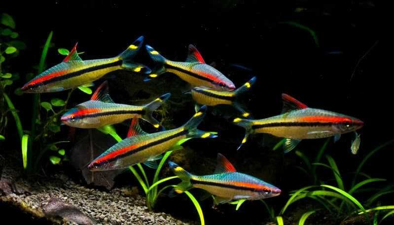 Аквариумная рыбка "Барбус Денисони"