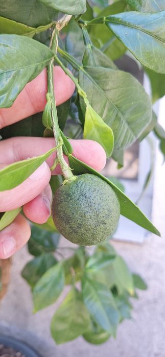 Portocal pom fructifer