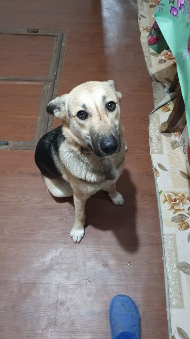 Donez catelusa metis