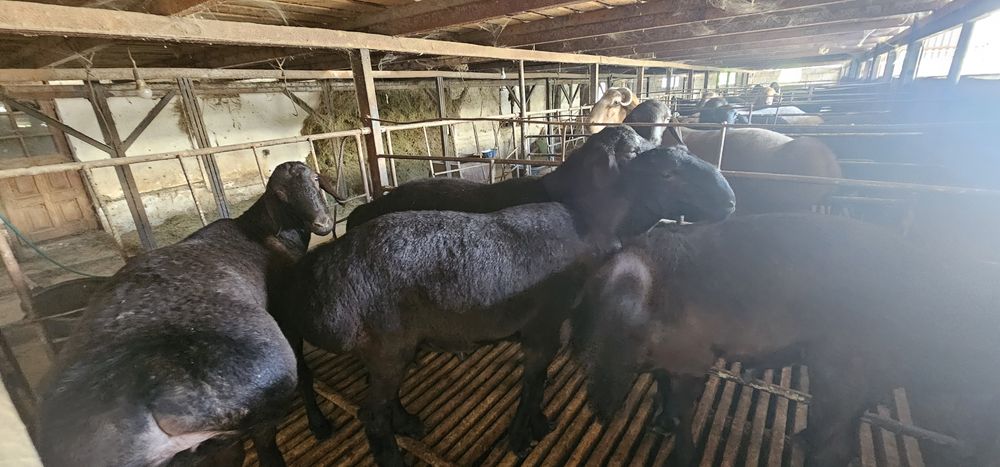 Кучкорлар Сотилади