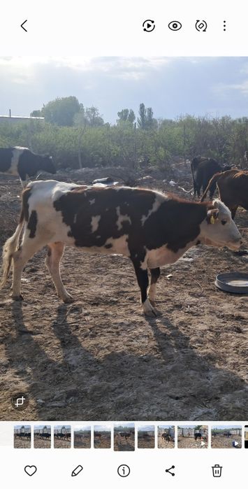 Продам коров с телятами