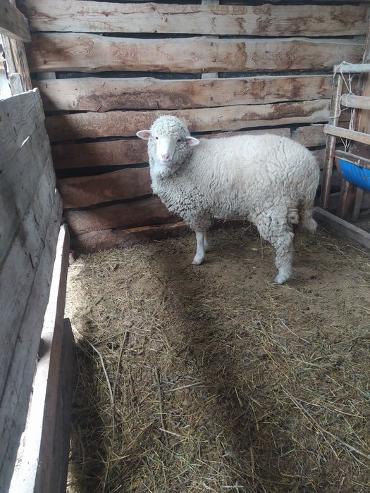 Продам тохтушку п