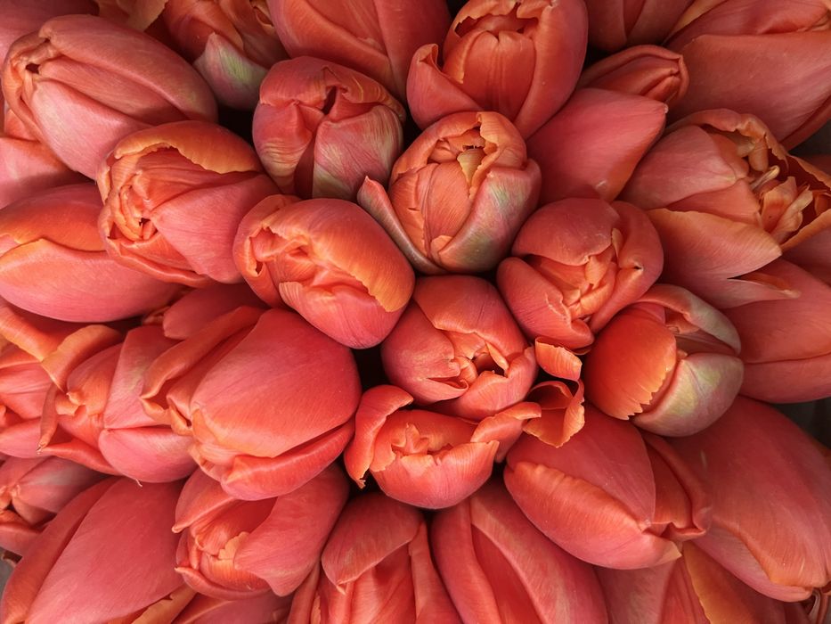 Тюльпаны с доставкой