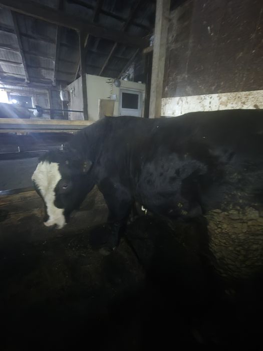 Vând taur angus negru