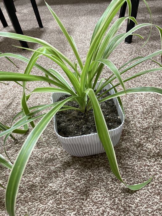 Ростения для сада и дома