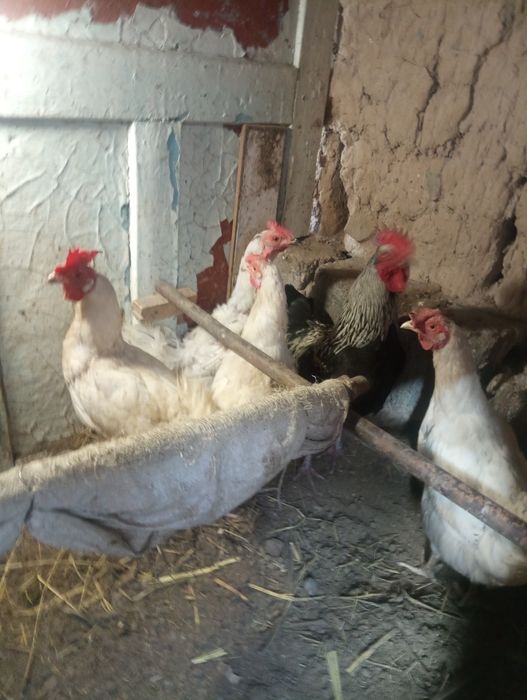 тауық тауық тауық