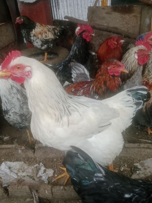 Петух продам петух