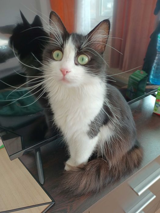 Пухкаво коте търси нов дом