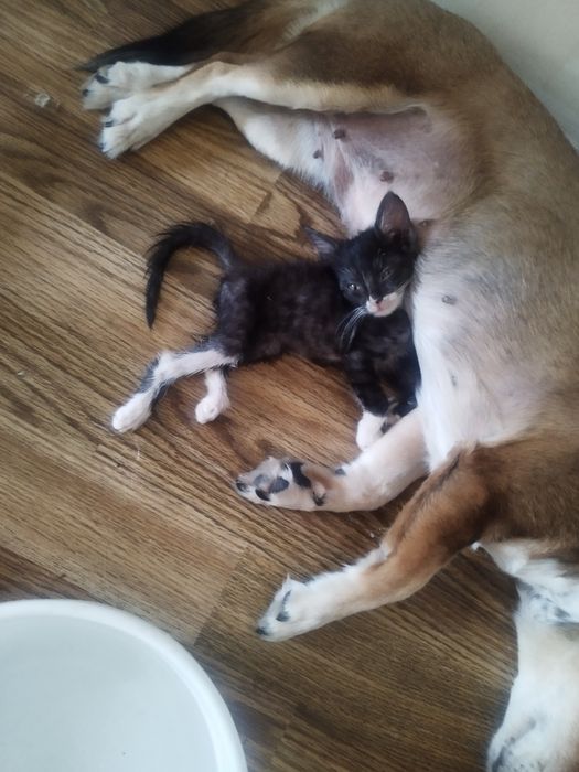 Котёнок мальчик срочно